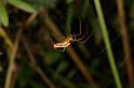 Tetragnatha_montana_D4867_Z_89_Les Gris_Frankrijk